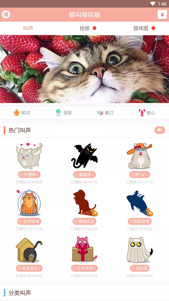 猫叫模拟器