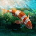 水族设计师游戏下载(最新版)-水族设计师游戏下载v1.0.0安卓版