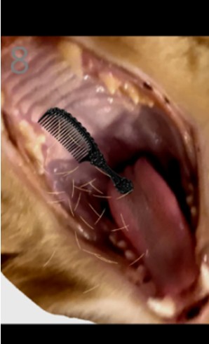 给猫梳毛模拟器